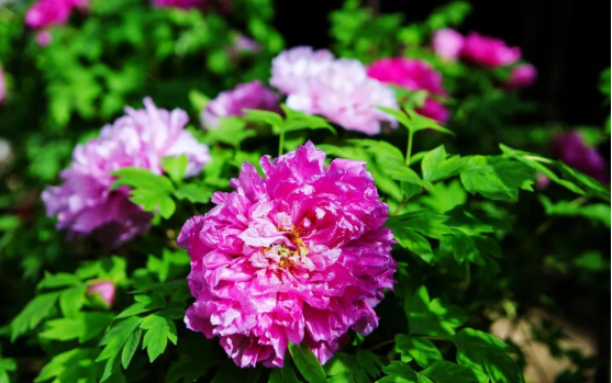 jdb电子游戏(中国)官方网站