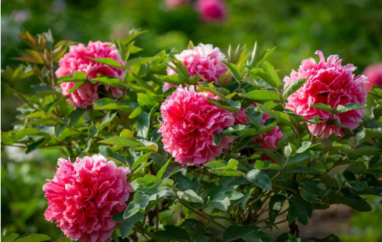 jdb电子游戏(中国)官方网站