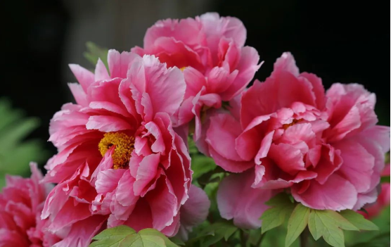 jdb电子游戏(中国)官方网站