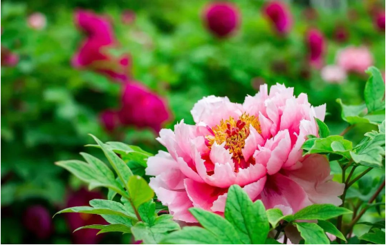 jdb电子游戏(中国)官方网站