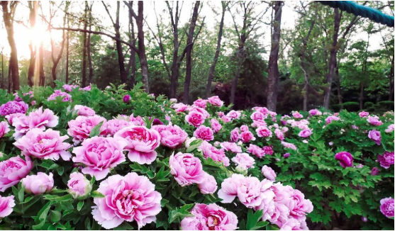 jdb电子游戏(中国)官方网站