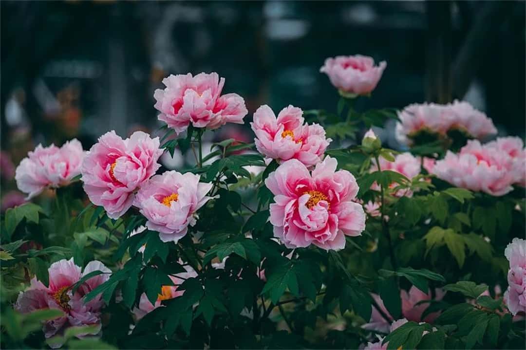 jdb电子游戏(中国)官方网站